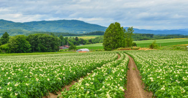 istock Beautiful rural scenery at summer day 1471688928