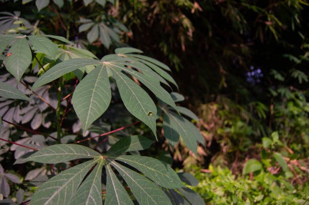 istock cassava leaves that thrive in the garden. 1471688946