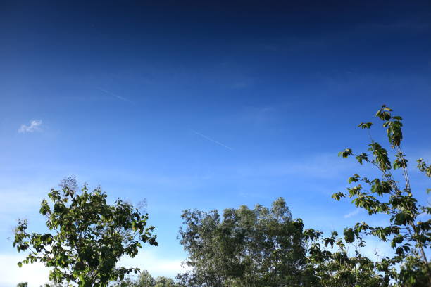 a collection of tree tips with shady leaves against a bright blue sky