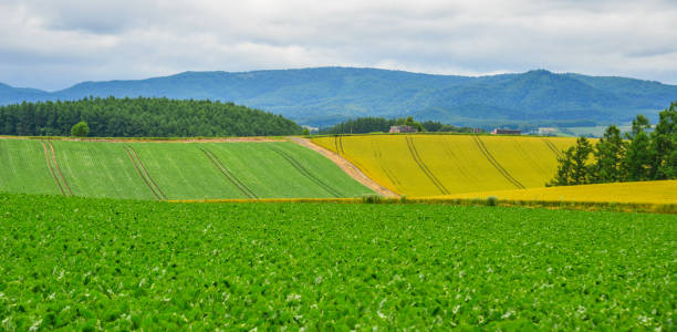 istock Beautiful rural scenery at summer day 1471689202