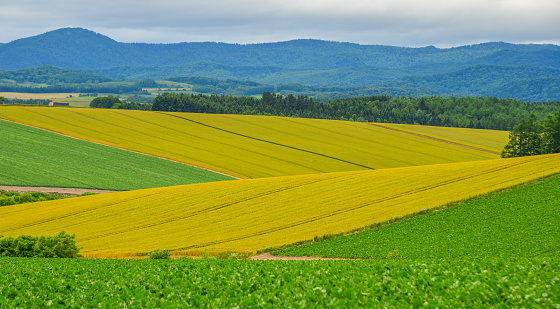 Beautiful fields at summer day in Furano Township, Hokkaido, Japan.