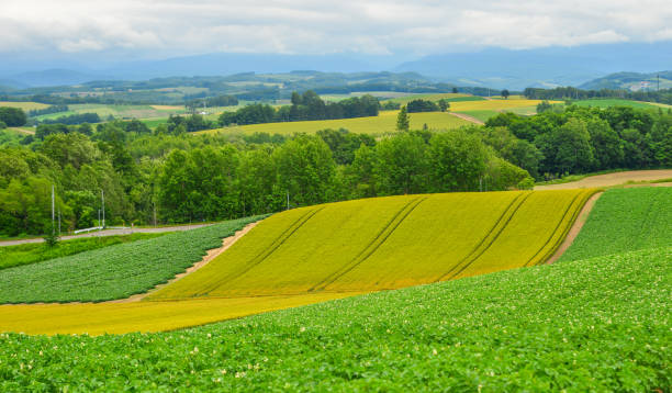 istock Beautiful rural scenery at summer day 1471689338
