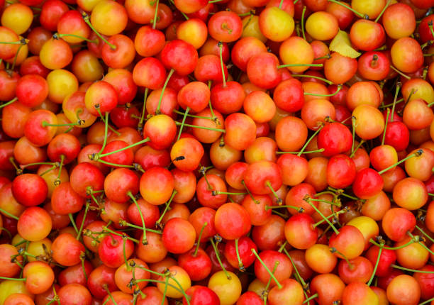 istock Showcase with fresh sweet cherries 1471689358
