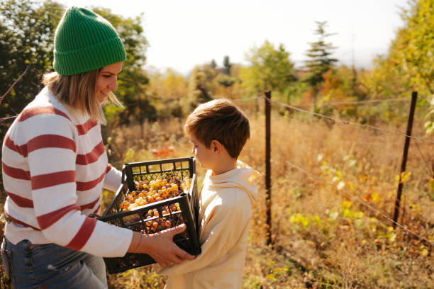 Photo of a young boy and his mother, picking grapes by hand from family owned vineyard