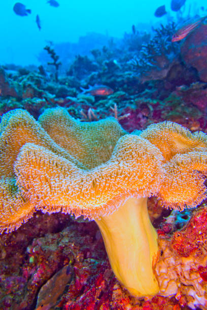 istock Elephant Ear Coral, Lembeh, Indonesia 1471690909