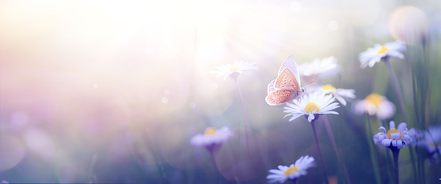 Hermosa mariposa y fondo abstracto con flores de primavera florecientes; Paisaje de flores de primavera photo