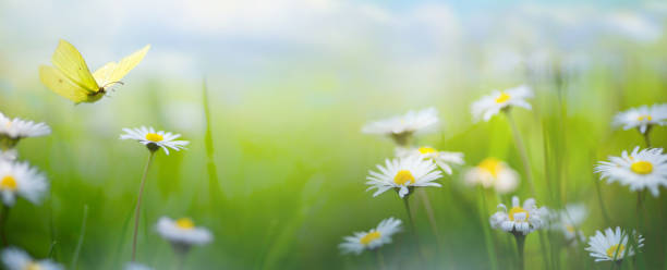istock abstract nature background with spring blooming flowers ; spring blossoms landscape 1471693441