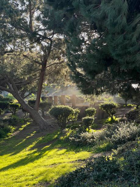 istock morning sun in the park 1471694043