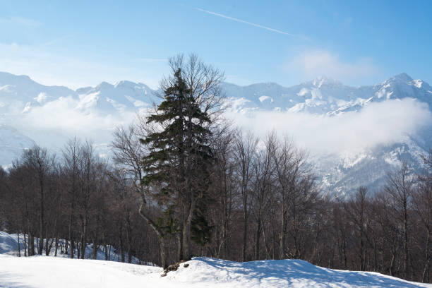 istock Alpine Forest in a Sunny Meadow 1471695575