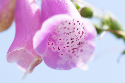 Immersion in the pink and white spotted flower of foxglove, blue sky in the background