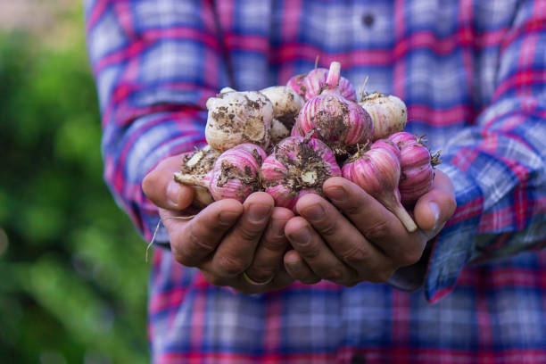 istock freshly picked garlic in the hands of a farmer. 1471695752