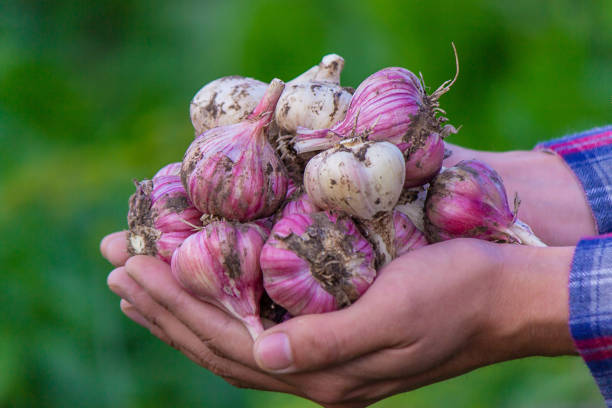 istock freshly picked garlic in the hands of a farmer. 1471695764