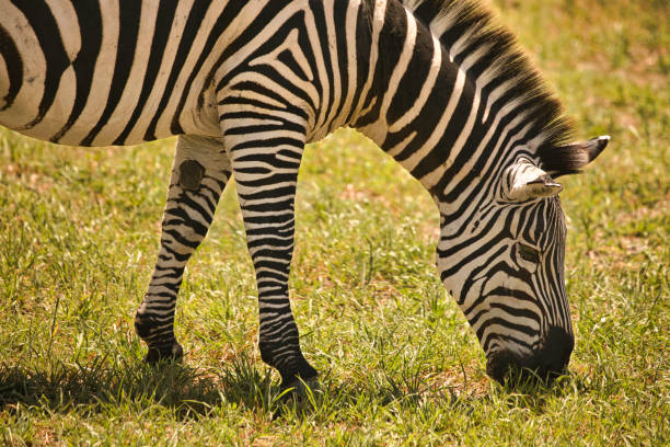 Zebra grazing in Tanzania. Africa, Tarangire