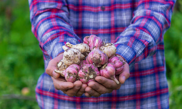 istock freshly picked garlic in the hands of a farmer. 1471695801