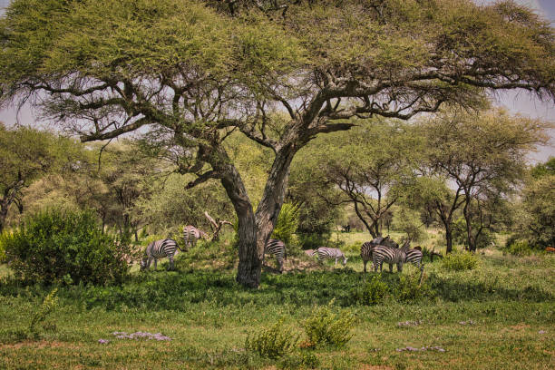 istock Group of zebra in Tanzania 1471696343