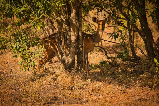 Wary antelope behind bush in Africa, Tanzania