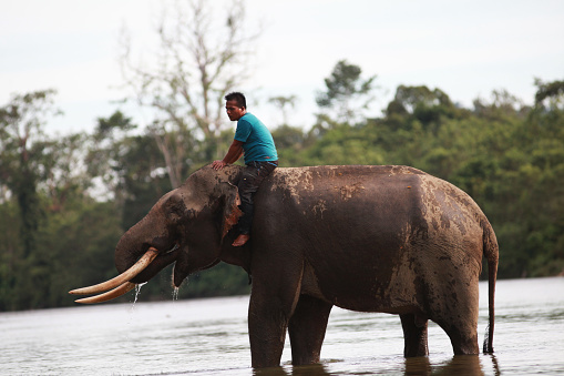 A mahout carefully washes and bathes a tame elephant at the Sampoinit Aceh Jaya Conservation Response Unit, where trained professionals work to conserve and protect these magnificent creatures on August 11, 2022