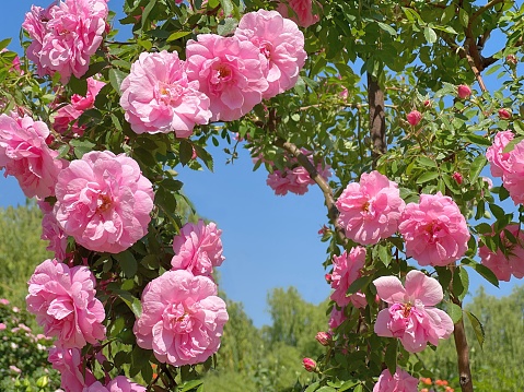 Rose pink flowers in summer garden.