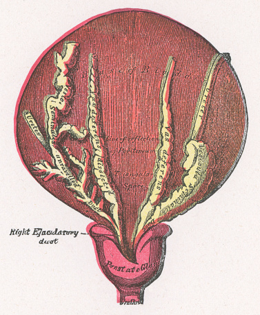 Medical illustration of anatomy of the human bladder. Vintage etching circa 19th century.