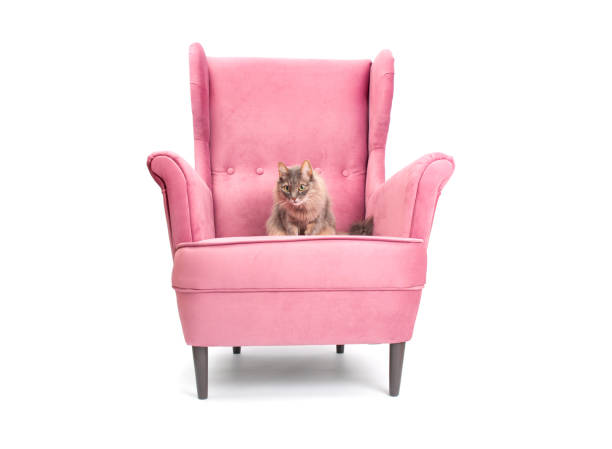 Gray cat on comfortable red armchair on white background