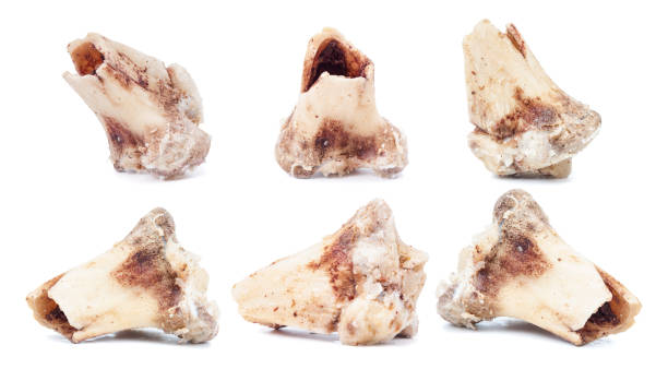 istock Set of beef bones close up on a white background 1471700293