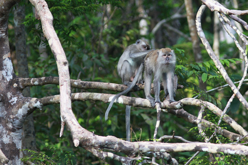 a pair of long-tailed monkeys were making out in a tree