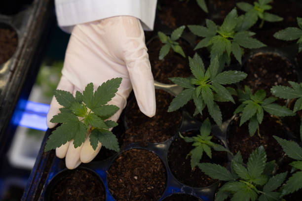 planta de cannabis bebê gratificante na fazenda de cânhamo curativo para produtos de cannabis medicinal. - gratifying - fotografias e filmes do acervo