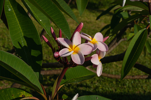 Pink delicat frangipani flower on shrub. closeup.