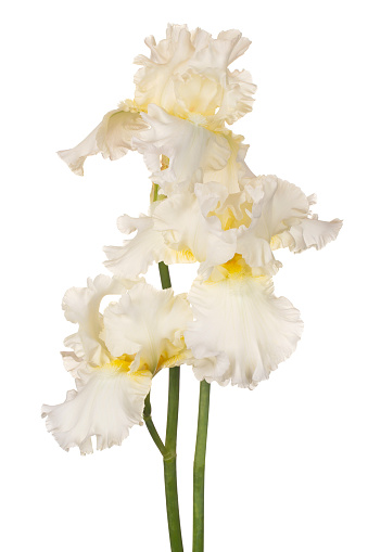 Studio Shot of White Colored Iris Flowers Isolated on White Background. Large Depth of Field (DOF). Macro. Close-up.