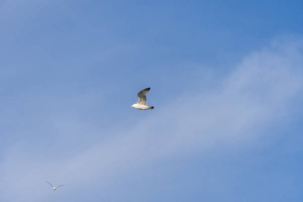 istock Rivergull soars high in the blue sky. 1471701686