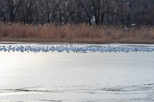 istock Large group gulls on frozen river. Rivergull on the ripple water. 1471701753