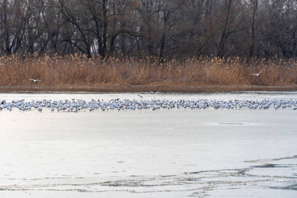 istock Large group gulls on frozen river. Rivergull on the ripple water. 1471701762
