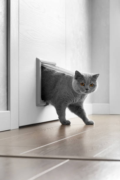istock Cat passing through the cat door at home 1471702410