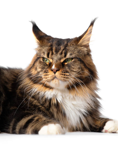 istock Maine Coon cat on a white background 1471702421