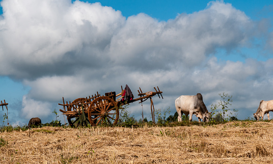 An ox grazes next to the cart waiting for the wheat load that has just been harvested in the central highlands, northwest of Inle Lake, near Kalaw