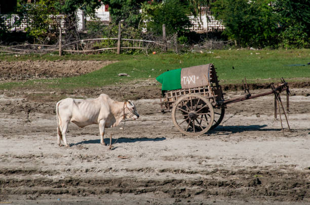 istock Burmese taxi cart 1471703133