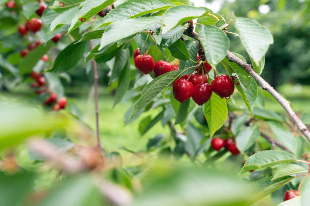 istock Cherry tree with ripe cherries in the garden 1471703482