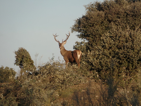 Stock photo of a taxidermied deer head.  High quality professional mount.  Isolated in camera, not cut out.