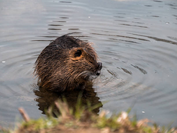 istock A river nutria cleans itself at the river bank 1471705517