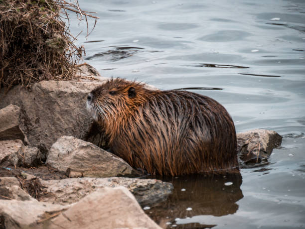 istock A river nutria is marching on the river bank 1471705617