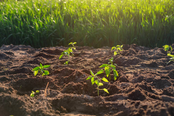 istock Young freshly planted pepper seedlings in the evening at sunset 1471706181