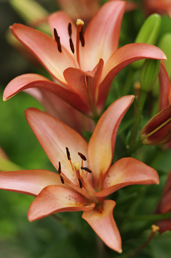 Bouquet of large Lilies. Lilium belonging to the Liliaceae. Blooming orange tender Lily flower. Pink orange Stargazer Lilly flowers background. Closeup of stargazer lilies and green foliage. Summer
