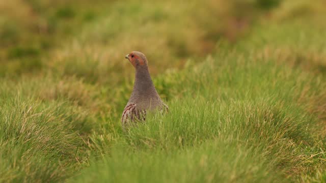 A male A grey partridge (Perdix perdix) walking away in a meadow