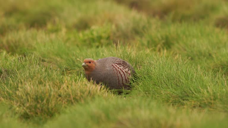 A male A grey partridge (Perdix perdix) eating grass in a meadow