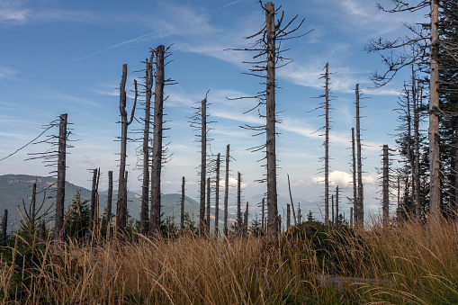 Dead, dry trees in nature reserve Spruce in  Beskids Mountains, Czech Republic. The influence of emissions
