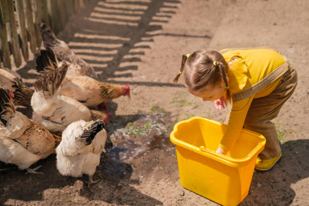 istock A child in rustic clothes feeds chickens on a farm with grain from a bucket. 1471709197