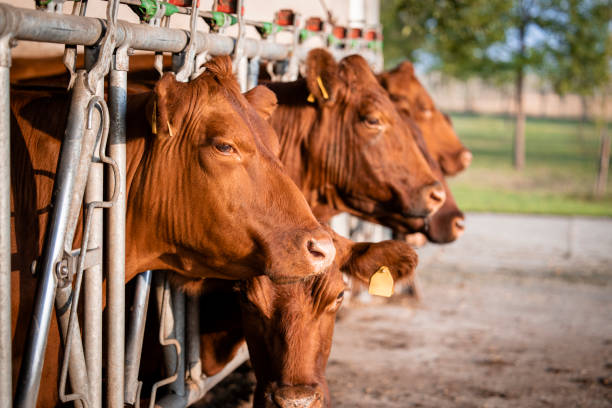 istock Angus cattle farm and domestic animals husbandry. 1471709740