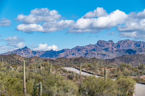 desert landscape with cacti near Tucson, Arizona, USA