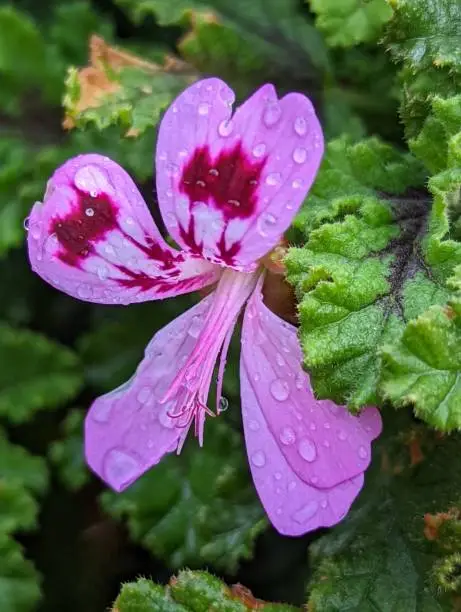 Pink flowerhead after summer rain