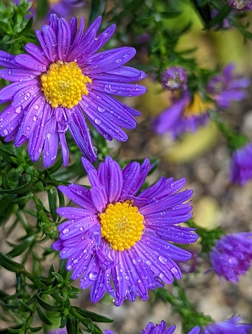 Violet-yellow flowerhead after summer rain